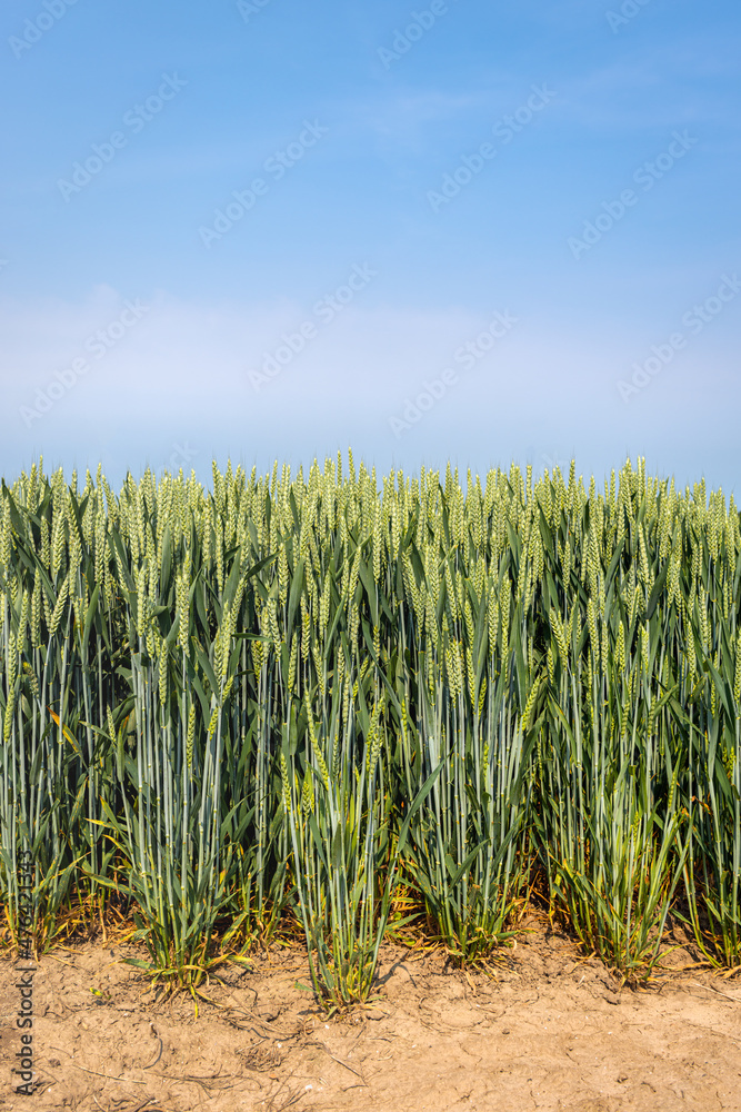 Wall mural Closeup of ripening wheat ears on the edge of a Dutch field. The photo was taken in the province of Zeeland on a sunny day at the end of the spring season.