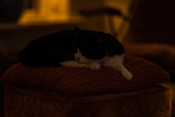 Cat laying on a pillow with low lighting.
