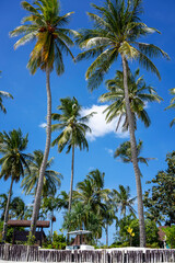 Fototapeta na wymiar Beautiful scene of tall coconut and palm trees upright to the blue sky at the beautiful tropical beach of Thailand.