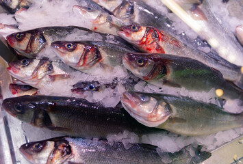 Chilled fish on ice on the counter in the market. Closeup of fishes with ice on table top view