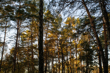 Obraz premium sunny evening in the forest