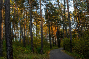 sunny evening in the forest