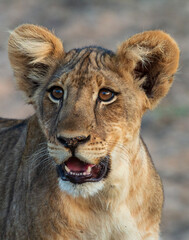 portrait of a lion cub