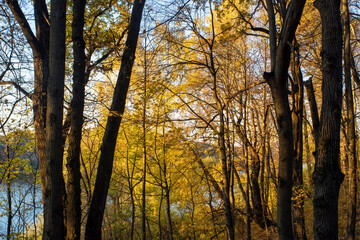 sunny evening in the forest