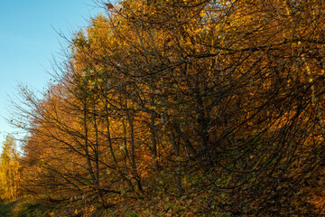 sunny evening in the forest