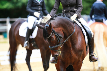 Dressage horse is praised by its rider, close-up of the head from the front..