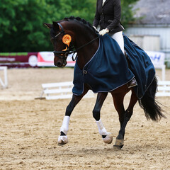 Dressage horse with rider and gold ribbon on the lap of honor at a gallop..