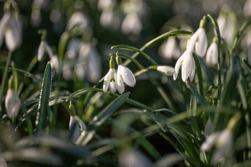 Snowdrops field in the forest, blurred background