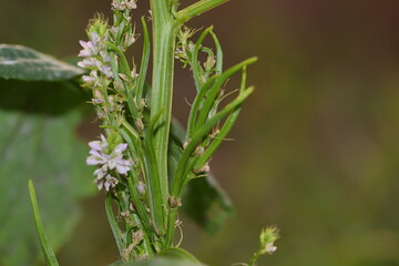 Close-up of Growing beans and flowers on a guar plant