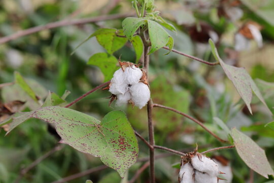Photo of fiber ready by ripening fruit on cotton plant
