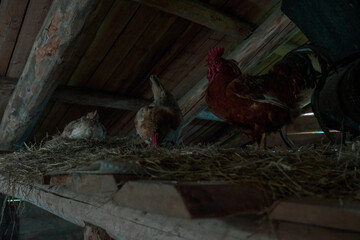 Russian life in the old days