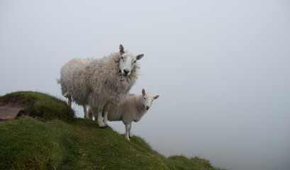 Fototapeta premium sheep in the mountain