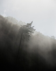 fog in the forest