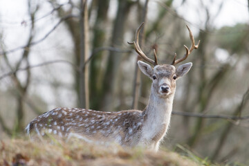 Fallow deer on the look-out