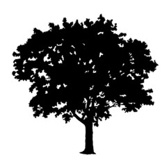 tree silhouette