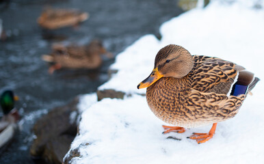 Mallard. The female hides near the water in the snow. It has a brown color.