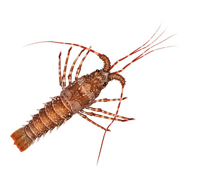 langouste , aliment, , animal , blanc, fruits de mer, griffe, crustac&eacute;, fruits de mer, antennes, insecte, brut, nature, gros plan, rouge,, frais, poisson, fleuve, bon vivant, brasserie, 