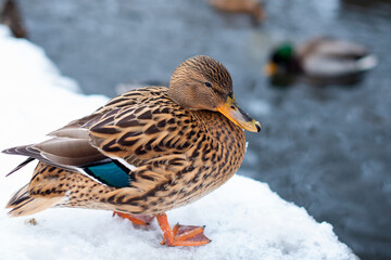 Mallard. The female hides near the water in the snow. It has a brown color.