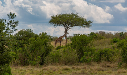 An African giraffe stands in a shroud near a tree against a background of mountains and the sky. Giraffe looking at the photographer