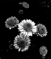 chrysanthemums after rain B/W