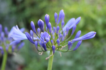 Close-up on fresh Agapanthus purple flower. Flowers and nature concept.