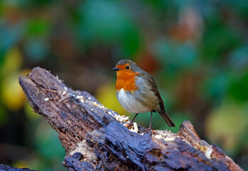 Eurasian robin perched on a log in the woods