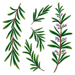Drawing rosemary