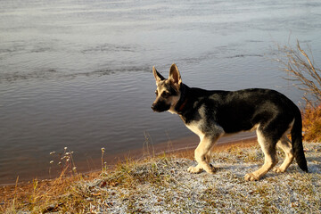 Fototapeta na wymiar Dog German Shepherd by the water on the cliff in an autumn day