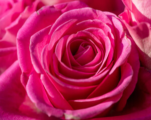 Dutch pink rose in the sunlight close up photo