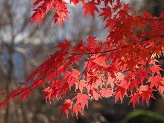 透過光に映える紅葉