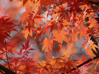 透過光に映える紅葉