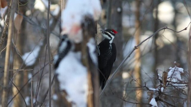 Un Grand Pic dans la for&ecirc;t en hiver