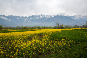Mustard Flowers Field in April at Kashmir, India