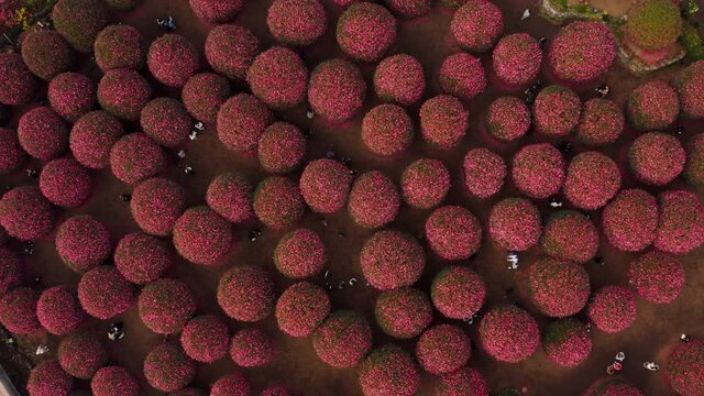 A view looking down at people taking pictures in a park full of pink camellias. 