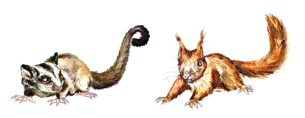 Sugar glider (Petaurus breviceps)  side view and red squirrel or Eurasian red squirrel (Sciurus vulgaris) hand painted watercolor illustration