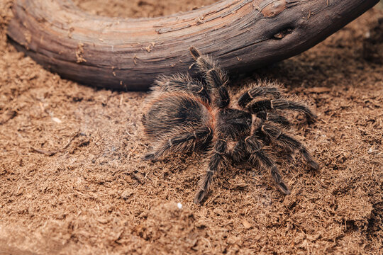 Large tarantula spider on an earthen surface.