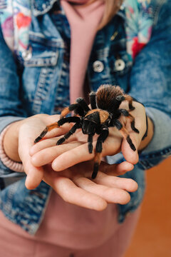 A large tarantula spider sits on the arm.