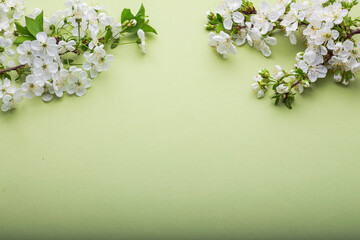 cherry blossoms on a green background