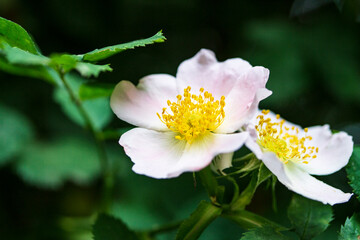rosehip flowers on a bush