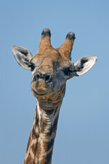 Angola-Giraffe