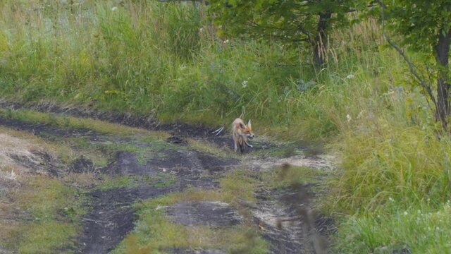 A thin red fox holds a mouse in his mouth and walks away along a dirt road