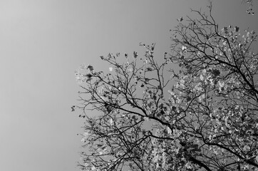 Branches of an autumn tree with leaves against sky	