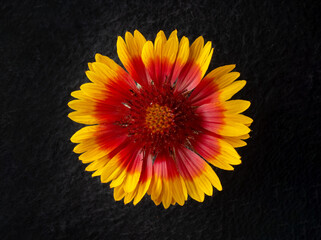 Top view of a flower on a black background. On a dark background.