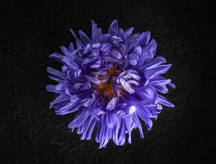 Top view of a flower on a black background. Photo from above.