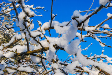 snow-covered branches of fruit trees