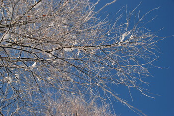frosted birch branches in winter