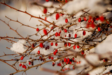 red berries in winter