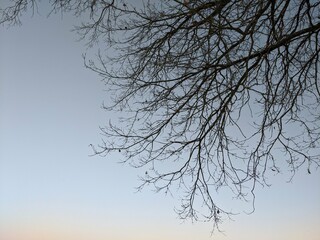 Fototapeta na wymiar Baum und Äste im Winter
