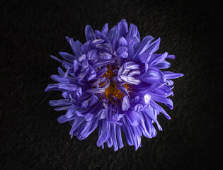 Top view of a flower on black background. View above.
