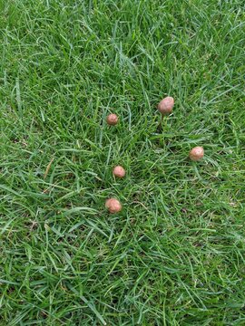 Gras und Pilze